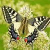 Swallowtail Insect paint by numbers