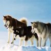 The Alaskan Malamute Dogs paint by numbers