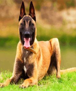 The Malinois Dog Animal paint by numbers