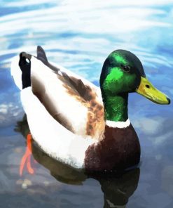 The Mallard Duck Floating paint by numbers