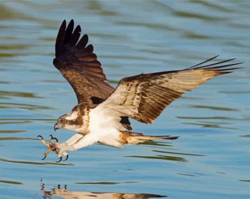 The Osprey Bird Flying paint by numbers