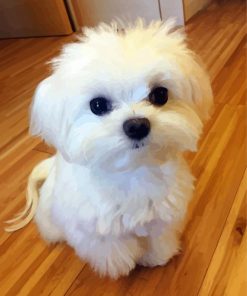 Adorable Bichon Puppy paint by numbers