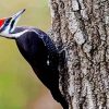 Woodpecker Bird Animal paint by numbers