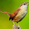 Wren Bird paint by number