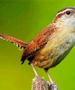 Wren Bird paint by number