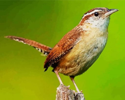 Wren Bird paint by number