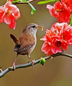 Wren On Flowers paint by number