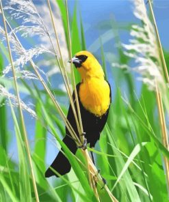 Yellow Headed Blackbird paint by number