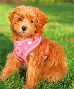 Adorable Golden Cavapoo paint by numbers