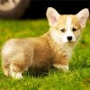 Adorable Corgis Pet Animal paint by numbers