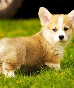 Adorable Corgis Pet Animal paint by numbers