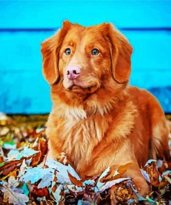 Adorable Toller Animal paint by numbers