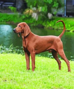 Aesthetic Brown Coonhound Dog paint by numbers