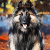 Belgian Tervuren Animal paint by numbers