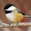 Aesthetic Cute Chickadee paint by number