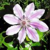 Aesthetic Clematis Flower paint by number