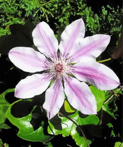 Aesthetic Clematis Flower paint by number