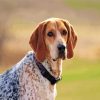 Aesthetic Coonhound Dog paint by numbers