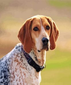 Aesthetic Coonhound Dog paint by numbers