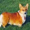 Adorable Corgis Dog paint by numbers