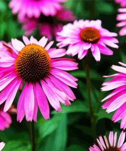 Cute Purple ConeFlower paint by numbers