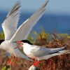 Sternidae Tern Birds paint by numbers