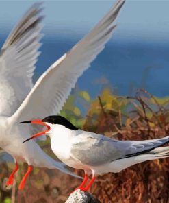 Sternidae Tern Birds paint by numbers