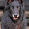 Black Belgian Tervuren Animal paint by numbers