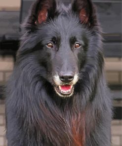 Black Belgian Tervuren Animal paint by numbers