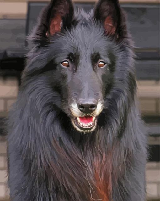 Black Belgian Tervuren Animal paint by numbers