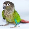 Aesthetic Green Conure Bird paint by numbers