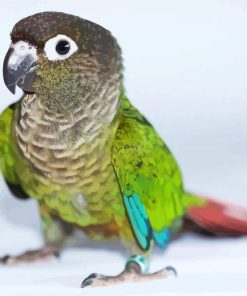 Aesthetic Green Conure Bird paint by numbers