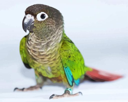 Aesthetic Green Conure Bird paint by numbers