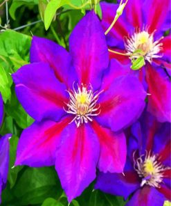 Aesthetic Purple Clematis paint by number