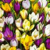 Aesthetic Whitewell Purple Crocus Flowers paint by numbers