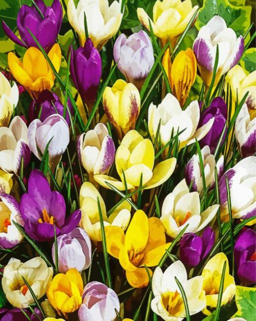 Aesthetic Whitewell Purple Crocus Flowers paint by numbers