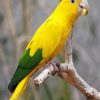 Aesthetic Yellow Conure paint by numbers