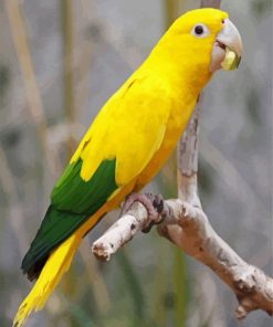 Aesthetic Yellow Conure paint by numbers