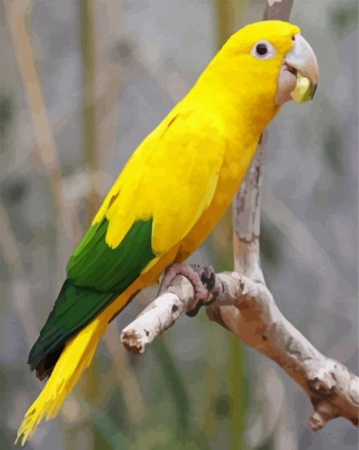 Aesthetic Yellow Conure paint by numbers