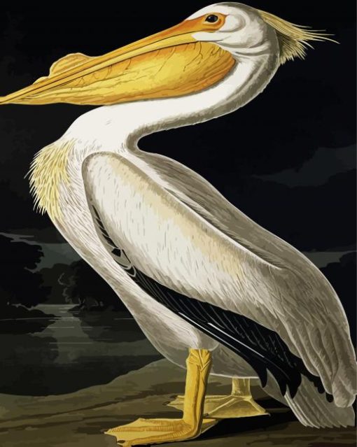 American White Pelican By Jonhn James paint by numbers