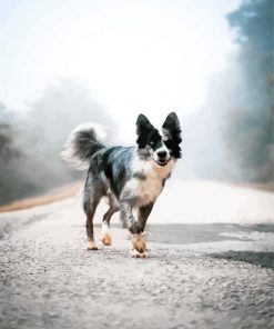 Adorable Black And White Collies paint by numbers