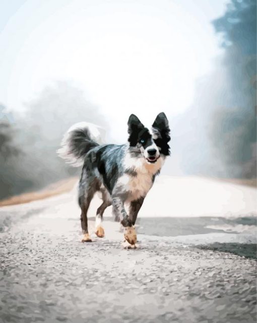 Adorable Black And White Collies paint by numbers