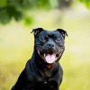 Black Staffordshire Bull terrier Dogs paint by numbers