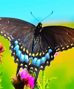 Black Swallowtail Butterfly paint by numbers