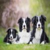 Aesthetic Black And White Collies Dogs paint by numbers