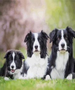 Aesthetic Black And White Collies Dogs paint by numbers