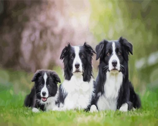 Aesthetic Black And White Collies Dogs paint by numbers