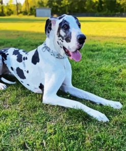 Black And White Great Dane paint by number