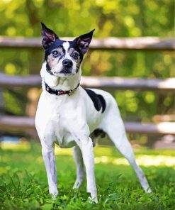 Black And White Et Terrier Animal paint by numbers