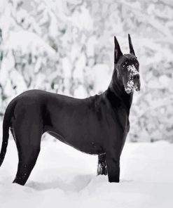 Black Great Dane paint by number